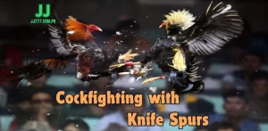 What is Cockfighting with Knife Spurs?