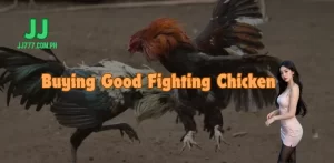 Revealing the secret to buying good fighting chicken breeds