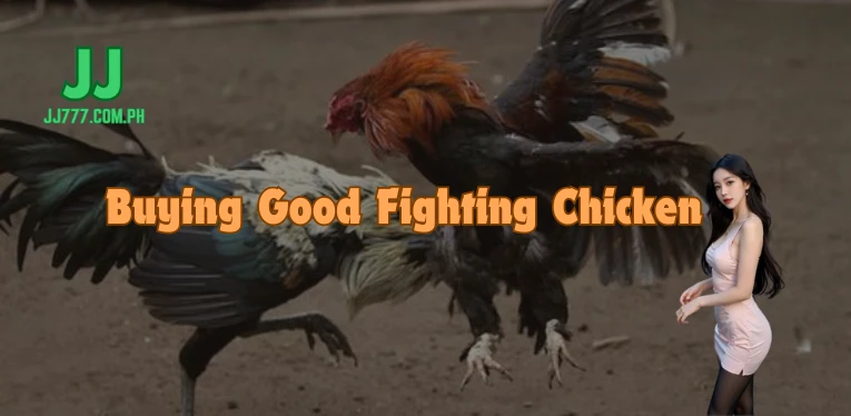 Revealing the secret to buying good fighting chicken breeds