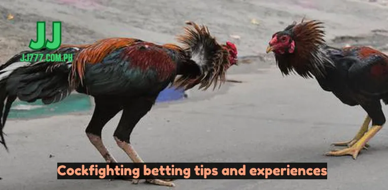 Cockfighting betting tips and experiences from long-time opponents