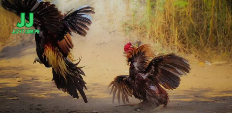 Beautiful pictures of fighting cocks