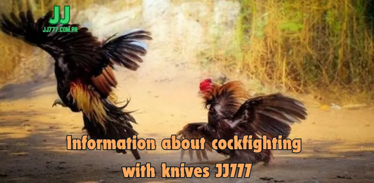 Information about cockfighting with knives JJ777