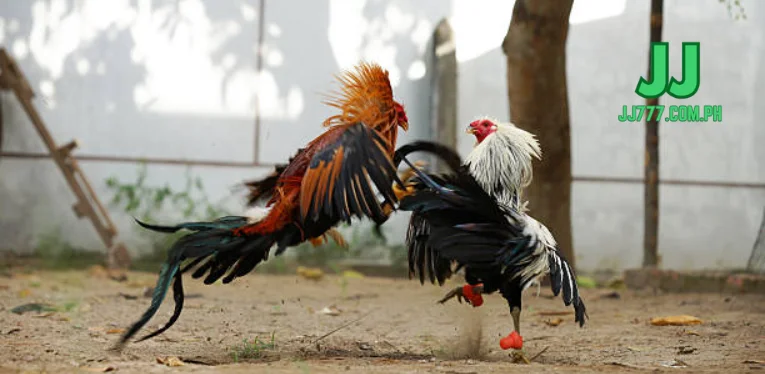 Introduction to Thai Fighting Cocks