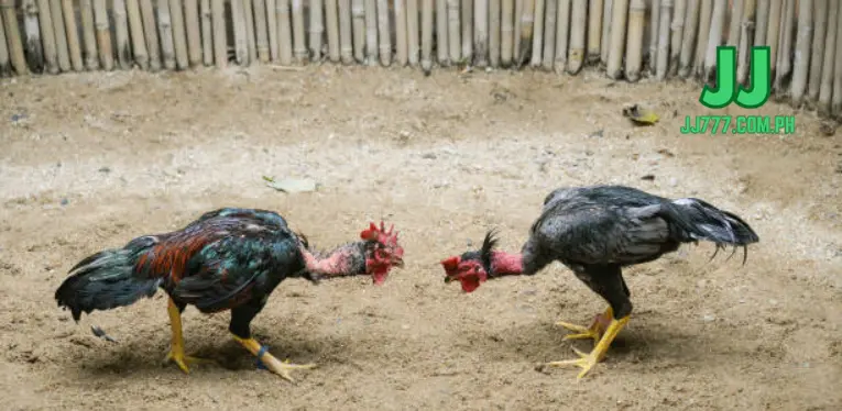 Thai Fighting Cocks