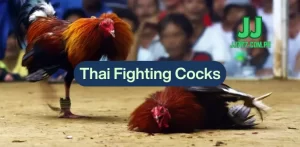 Thai Fighting Cocks