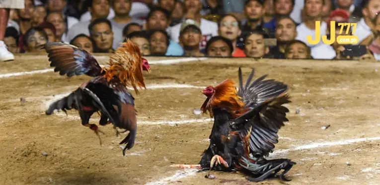 Live C1 Cockfighting