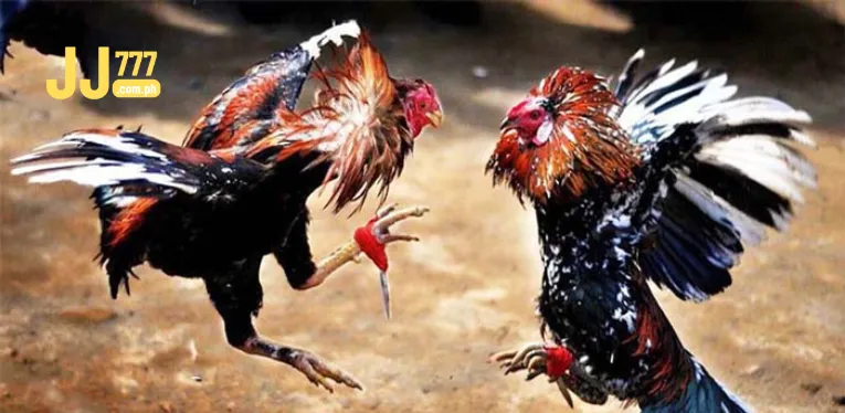 live C1 cockfighting