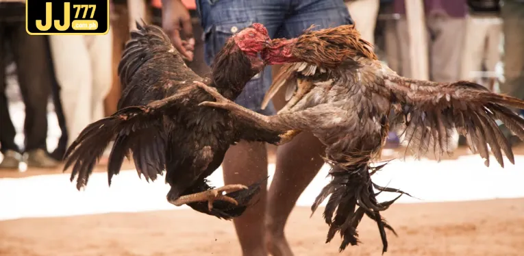 What is Cambodian Cockfighting?