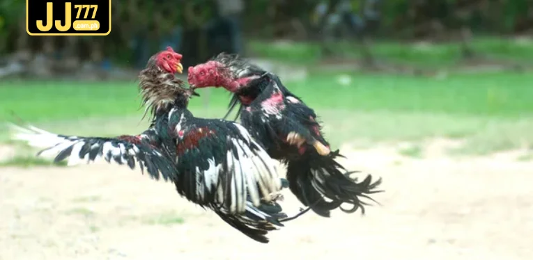 Why is Cambodian cockfighting the top choice?